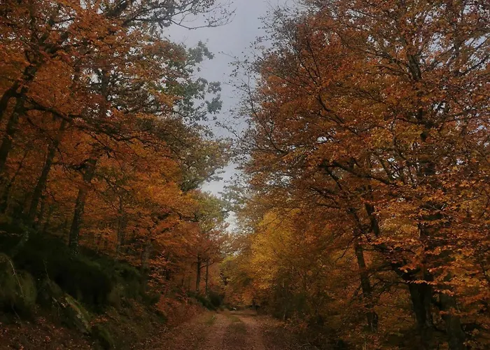 Cholo 게스트하우스 3*